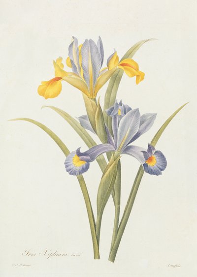 Iris by Pierre Joseph Redouté